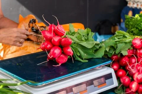 Fresh radish bundle Stock Photos