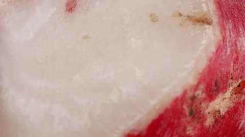 Fresh radish close up rotating camera motion stock footage Video stock 336997930