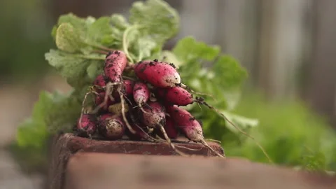 Fresh radish 스톡 동영상 141766414