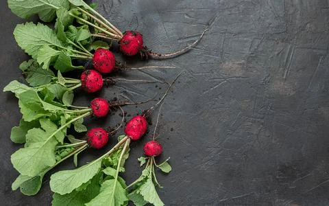 Fresh radish on gray background Stock Photos