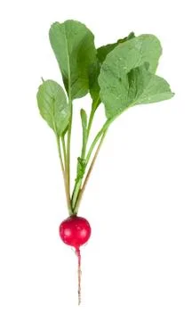 Fresh radish Stock Photos