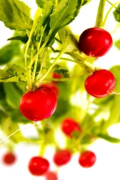 Fresh radish Foto stock