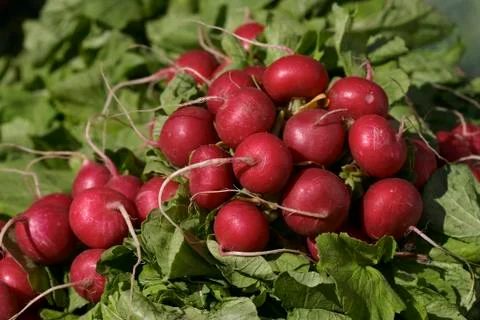Fresh radish Stock Photos