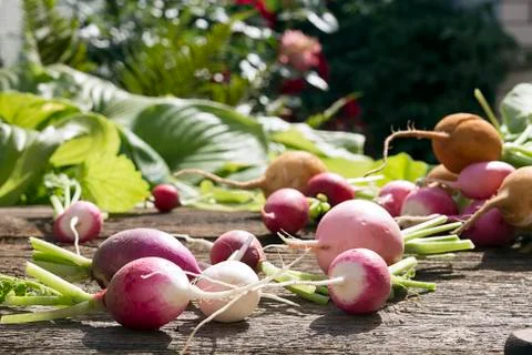 Fresh radish Stock Photos
