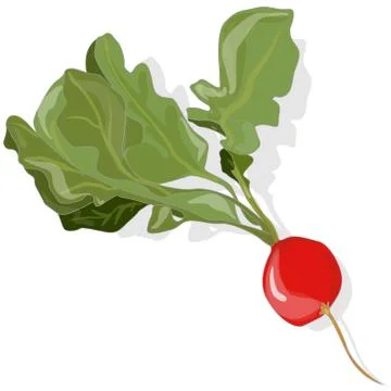 Fresh radish. Vector. Stock Illustration