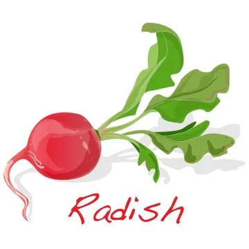 Fresh radish. Vector. Stock Illustration