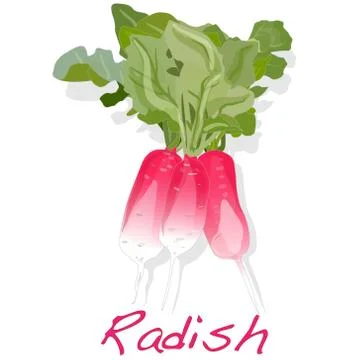 Fresh radish. Vector. Stock Illustration