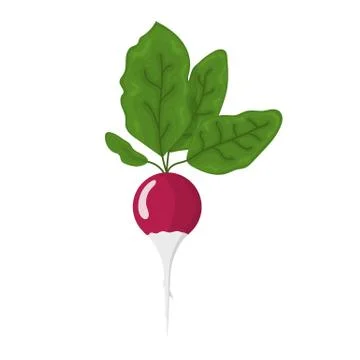 Fresh radish vegetable isolated on white background. Radish icon for market.  Stock Illustration