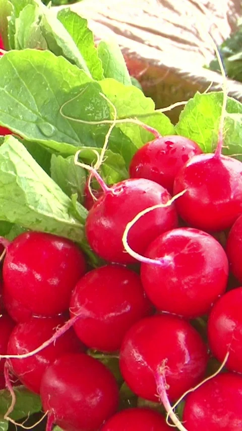 Fresh radishes Stock Footage 249247045