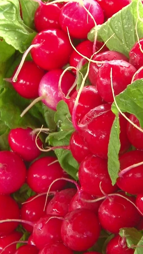 Fresh radishes Video stock 249247304