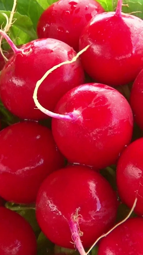 Fresh radishes Stock Footage 249247524