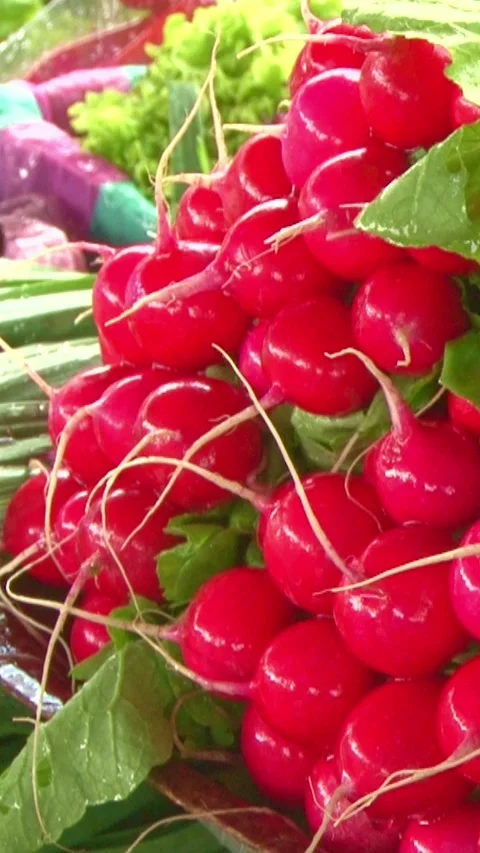 Fresh radishes Video stock 249249016