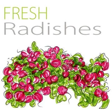 Fresh radishes Stockillustratie