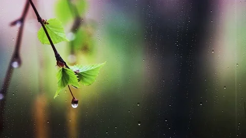 Fresh rain and raindrops falling on the window, buds and green leaves Stock Footage 208560043