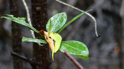 Fresh rain drop on green leaves on nature mangrove forest. Stock Footage 141017810