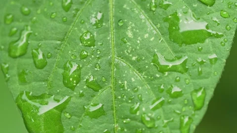 Fresh Rain Droplets Resting on Vibrant Green Leaf Texture Видео 334641957