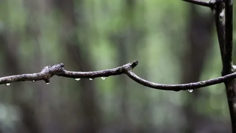 Fresh rain drops on the brunch on nature mangrove background Video stock 141018072
