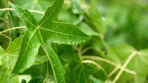 Fresh rain drops on a liquidambar tree leaf Stock Footage 340161342