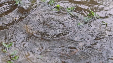 Fresh rain drops on mangrove forest Stock Footage 267388367