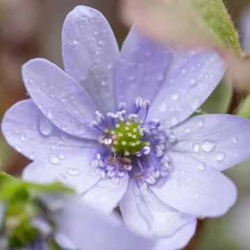 Fresh rain on flower Stock Photos