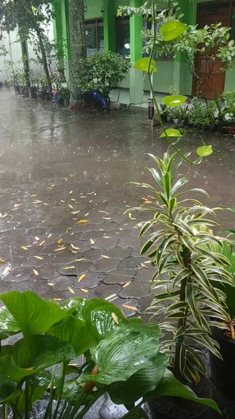 Fresh Rain Stock Footage 170735519