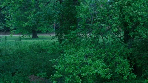 Fresh Rain on Forest 스톡 동영상 77336624