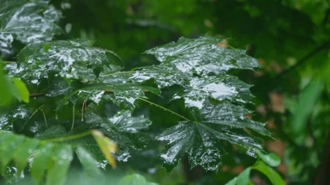 The Fresh Rainfall on Lush, Vibrant Green Leaves Creates an Invigorating Stock Footage 314990765