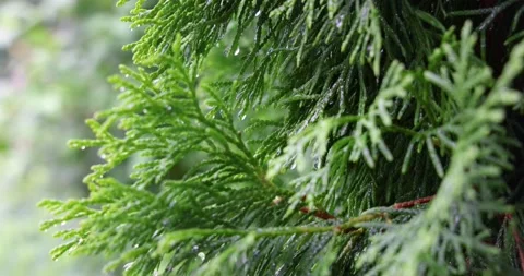 Fresh rainy forest, nature background Video stock 157759853