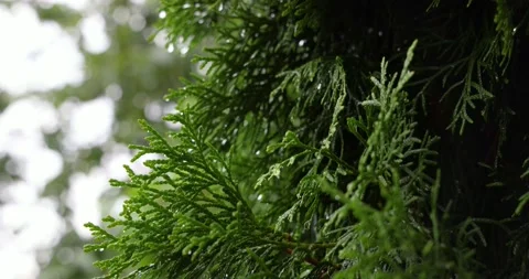 Fresh rainy forest, nature background Video stock 157759858