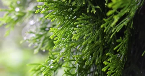Fresh rainy forest, nature background Video stock 157759866
