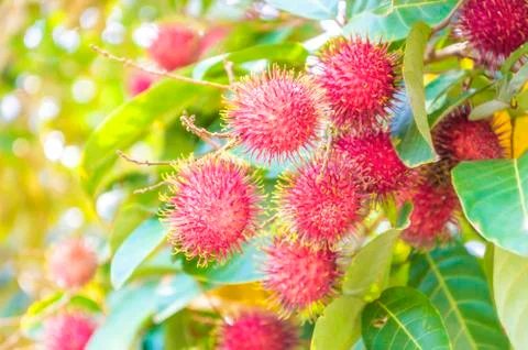 Fresh rambutan fruit Foto stock