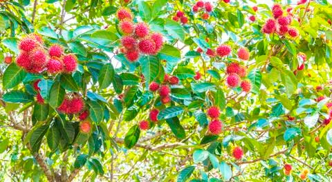 Fresh rambutan fruit Foto stock
