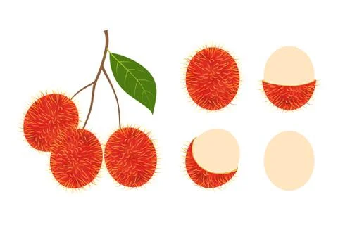 Fresh rambutan fruit vector isolated set on white background - Vector illustrati Stock Illustration