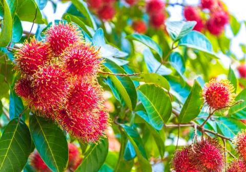 Fresh rambutan Stock Photos
