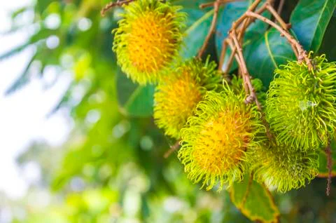 Fresh rambutan Stock Photos