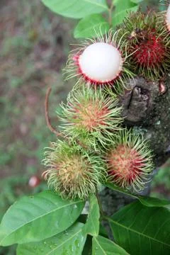 Fresh rambutan on tree. Stock Photos