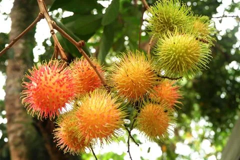 Fresh Rambutan on the Tree Stock Photos