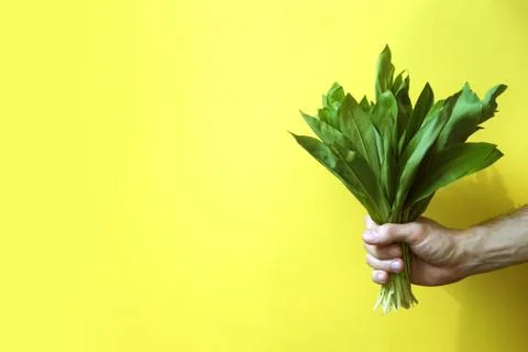 Fresh ramson in hand. Stock Photos