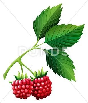 Fresh rasberries with stem Stock Illustration
