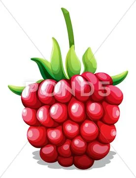 Fresh rasberry with green stem Stock Illustration