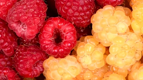 Fresh raspberries background: Close up of two types Raspberry fruit Stock Footage 160406723