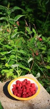 Fresh Raspberries in Bowl with Raspberry Patch Garden Background Stock Photos