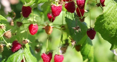 Fresh raspberries dancing in the wind Stock Footage 247133349