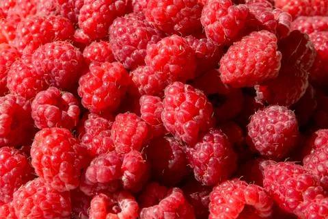 Fresh Raspberry as a background Stock Photos