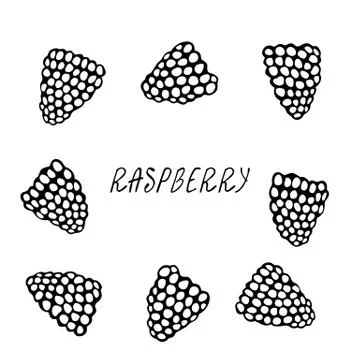 Fresh Raspberry Berries Set. Summer Harvest Collection. Realistic Hand Drawn  Stock Illustration