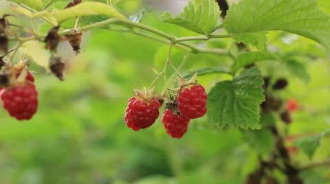 Fresh raspberry on a branch Stock Footage 43214086