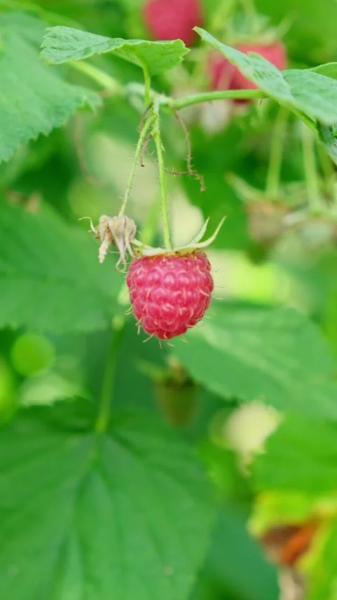 Fresh raspberry on the bush is swaying in the wind. Ripe red berries growing in Stock Footage 289813125