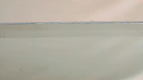 Fresh raspberry dropped into water Stock-Footage 90859704