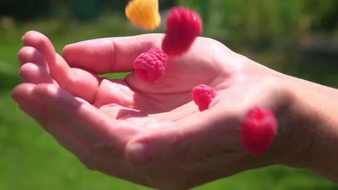 Fresh raspberry fruit Stock Footage 91327982