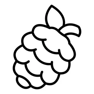 Fresh raspberry fruit growing on plant with leaf Stock Illustration